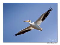 American White Pelican