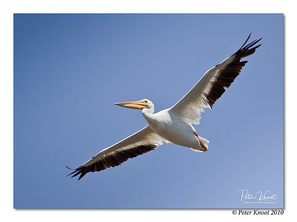 American White Pelican