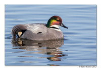 Falcated Duck