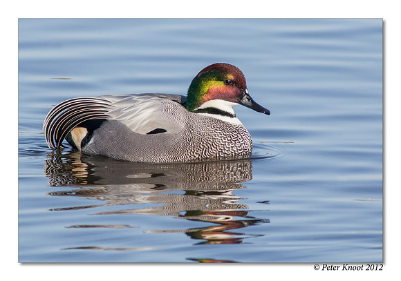 Falcated Duck