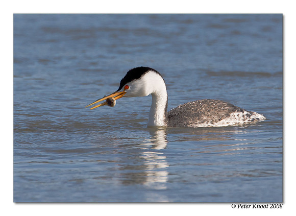Clark's Grebe
