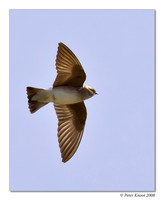 Cliff Swallow