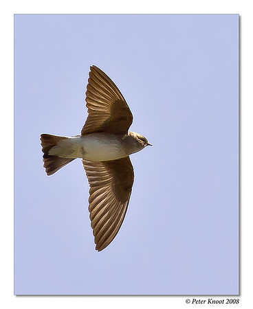Cliff Swallow