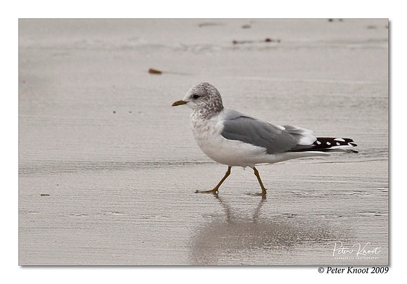 Mew Gull