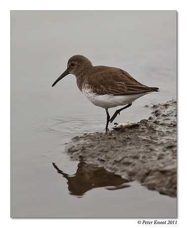 Dunlin