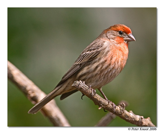 House Finch