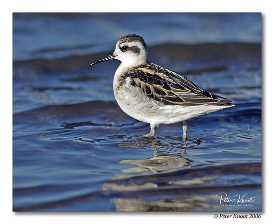 Red-necked Phalarope