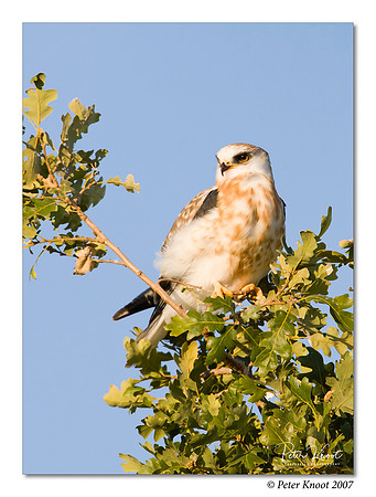 White-tailed Kite