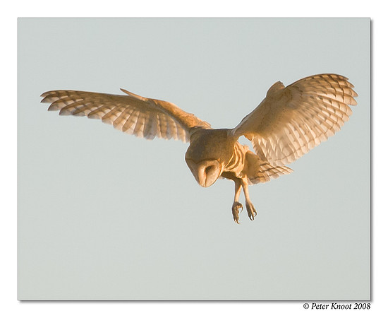 Barn Owl