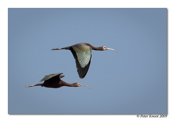 White-faced Ibis