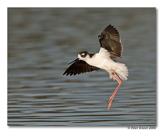Black-necked Stilt