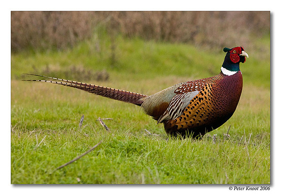 Ring-necked Pheasant