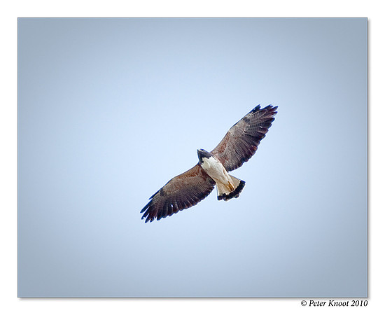 White-tailed Hawk