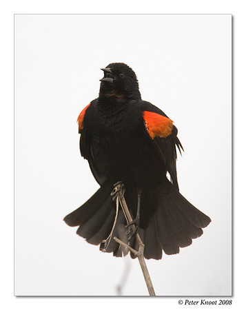 Red-winged Blackbird