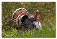 peter_wild_turkey_2