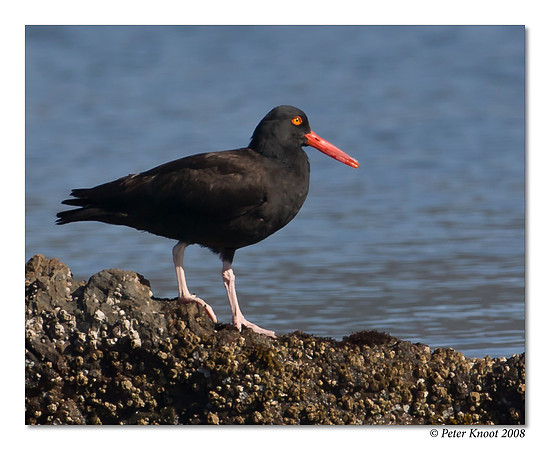 Black Oystercatcher