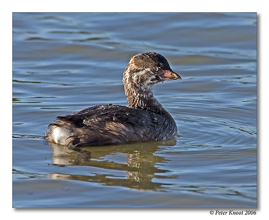 Pied-billed Grebe