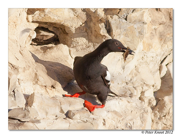 Pigeon Guillemot