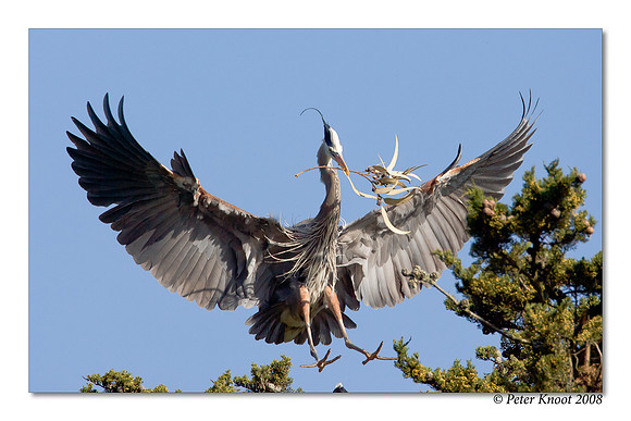 Great Blue Heron