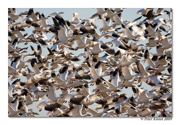 Snow Geese