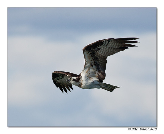 Osprey