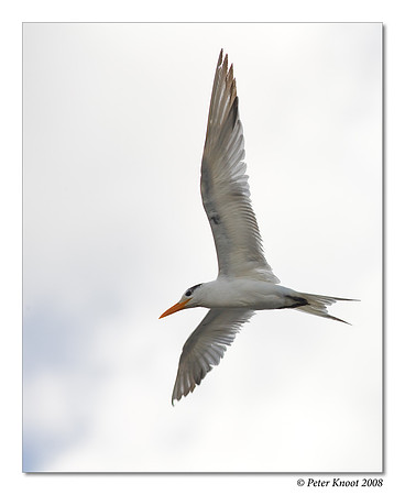 Royal Tern