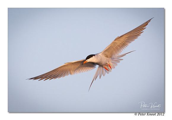 Forster's Tern