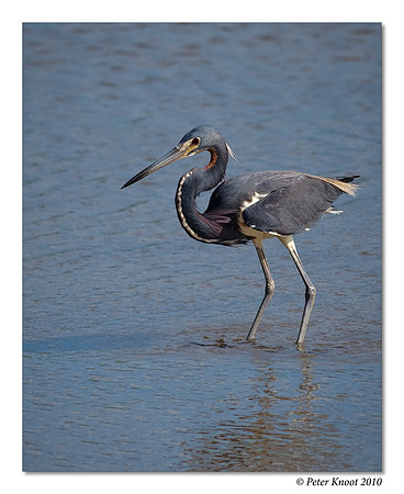 Tricolored Heron