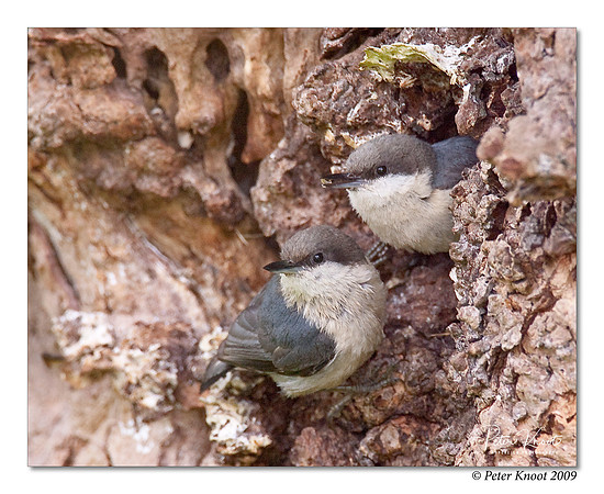 Pygmy Nuthatch