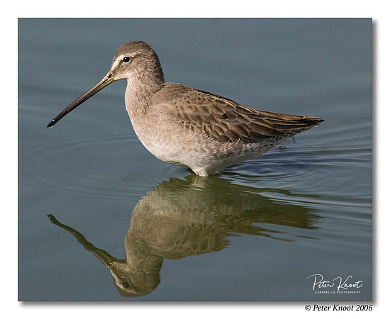 Long-billed Dowitcher
