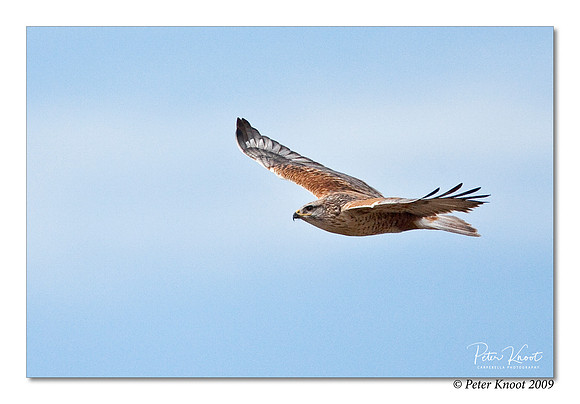 Ferruginous Hawk