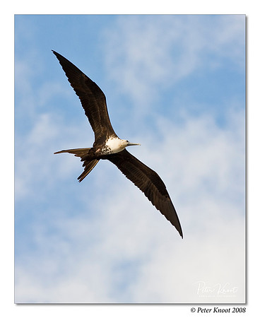 Magnificent Frigatebird
