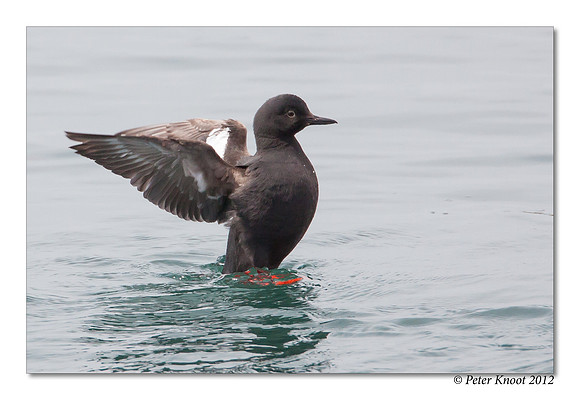 Pigeon Guillemot
