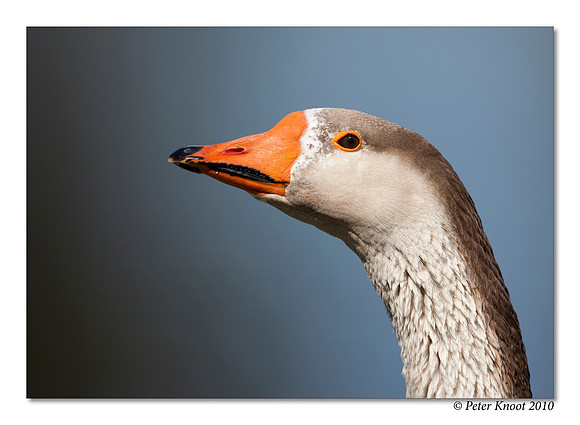 Graylag Goose