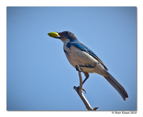 Western Scrub-Jay