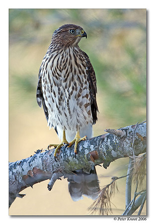 Cooper's Hawk