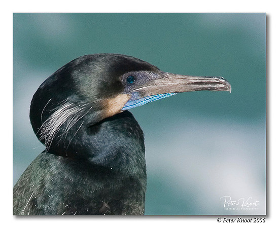 Brandt's Cormorant