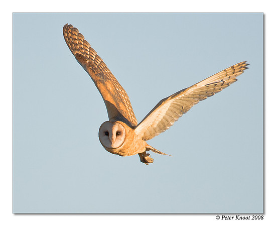 Barn Owl