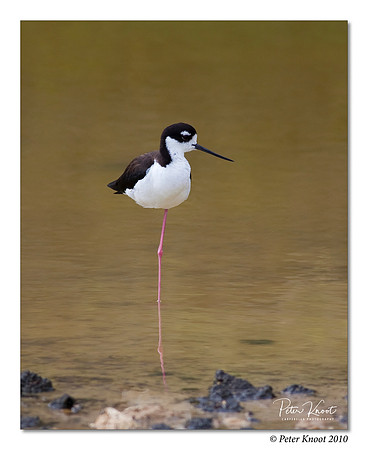 Black-winged Stilt