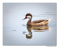 White-cheeked Pintail