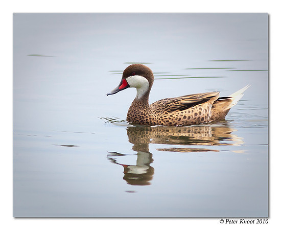 White-cheeked Pintail