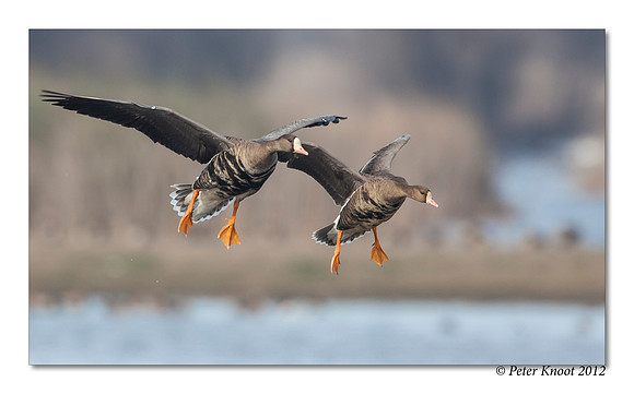 Greater White-fronted Goose