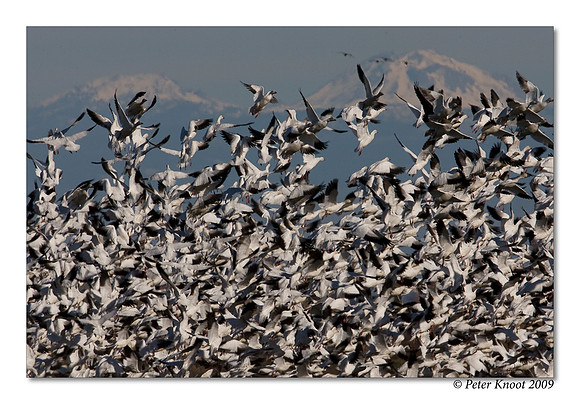 Snow Geese
