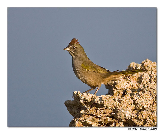 Green-tailed Towhee