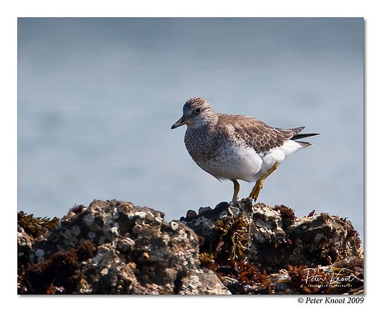 Surfbird
