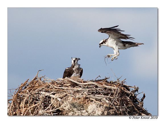 Osprey