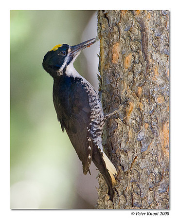Black-backed Woodpecker