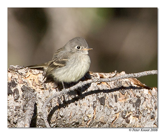 Hammond's Flycatcher