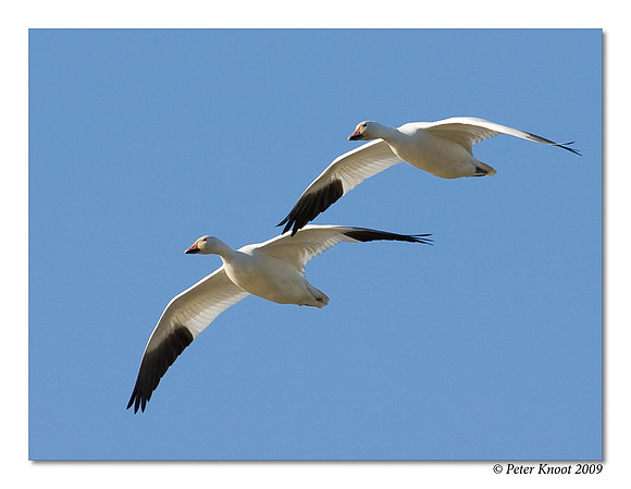 Snow Geese