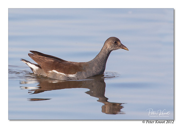 Common Moorhen